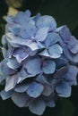 Blue hydrangea, blue flower, garden, bloom. A stunning floral display in shades of blue Royalty Free Stock Photo
