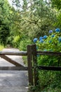 Blue Hydrangea bush behind a fence vertical Royalty Free Stock Photo