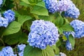 Blue hydrangea bush in the garden Royalty Free Stock Photo