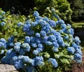 Blue Hydrangea bush Royalty Free Stock Photo