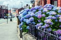 Blue Hydrangea bush on a street Royalty Free Stock Photo