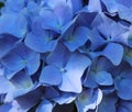 Blue hydrangea