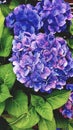 Blue hydrangea