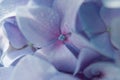 Blue hydrangea close-up