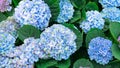 Blue hydrangea close-up. Hydrangea macrophylla with blue inflorescences close-up. Hydrangea flowers art photo with copy space. Royalty Free Stock Photo