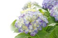 Blue hydrangea flower Royalty Free Stock Photo