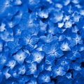 Blue Hydrangea flower Royalty Free Stock Photo