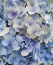 blue Hydrangea flower in full bloom Royalty Free Stock Photo