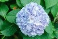 Blue hydrangea flower in a garden