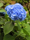 Blue Hydrangea flower Royalty Free Stock Photo