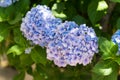Blue hydrangea flower Royalty Free Stock Photo