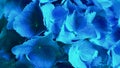 Blue hydrangea flower Hydrangea macrophylla or hortensia flower blooming in a park and garden. Royalty Free Stock Photo