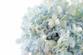Blue hydrangea flower on white background Royalty Free Stock Photo