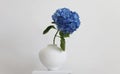 Blue hydrangea flower in white vase on gray interior. Minimalist still life. Light and shadow nature horizontal background Royalty Free Stock Photo