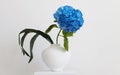 Blue hydrangea flower in white vase on gray interior. Minimalist still life. Light and shadow nature horizontal background Royalty Free Stock Photo