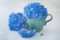 Blue hydrangea flowers Royalty Free Stock Photo
