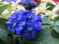 Blue Hydrangea Flowers in Bloom , Close up