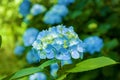 Blue hydrangea flowers Royalty Free Stock Photo