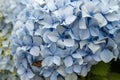 Blue hydrangea flowers close up Royalty Free Stock Photo