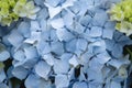 Blue hydrangea flowers close up Royalty Free Stock Photo