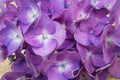 Blue hydrangea flowers Royalty Free Stock Photo