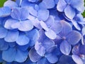 Blue hydrangea flowers in garden Royalty Free Stock Photo