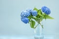 Blue hydrangea flowers in a glass vase on a light background. Royalty Free Stock Photo