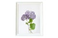 Blue Hydrangea flowers in a glass on a white background in a wooden vintage frame. Royalty Free Stock Photo