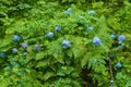 Blue hydrangea flowers Royalty Free Stock Photo