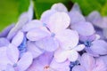 Blue Hydrangea flowers soaked in rainwater Royalty Free Stock Photo