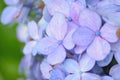 Blue Hydrangea flowers soaked in rainwater Royalty Free Stock Photo