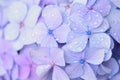 Macro details of Blue Hydrangea flowers with rain droplets Royalty Free Stock Photo