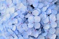 Macro details of Blue Hydrangea flowers with rain droplets Royalty Free Stock Photo