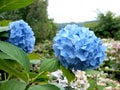 Blue Hydrangea Royalty Free Stock Photo