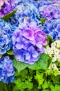Blue hydrangea, hortensia, bright flower head close-up, perfect garden decoration Royalty Free Stock Photo