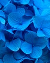 Blue Hydrangea Hortensia closeup