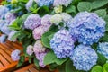 Blue hydrangea / hortensia flower background