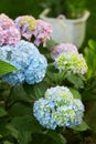 Blue Hydrangea or Hortensia Hydrangea macrophylla Royalty Free Stock Photo