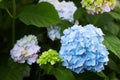 Blue Hydrangea or Hortensia Hydrangea macrophylla Royalty Free Stock Photo