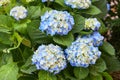 Blue Hydrangea or Hortensia Hydrangea macrophylla Royalty Free Stock Photo