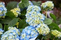 Blue Hydrangea or Hortensia Hydrangea macrophylla Royalty Free Stock Photo