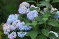 Blue Hydrangea or Hortensia Hydrangea macrophylla Royalty Free Stock Photo