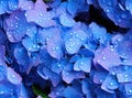 Blue Hydrangea Hydrangea macrophylla or Hortensia flower with dew in slight color variations ranging. SEAMLESS PATTERN