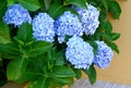 Blue Hydrangea Hydrangea macrophylla or Hortensia flowers in the garden.Decorative plants concept.