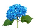 Blue hydrangea isolated Royalty Free Stock Photo