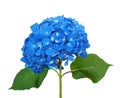 Blue hydrangea isolated Royalty Free Stock Photo