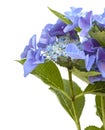 Blue Hydrangea isolated Royalty Free Stock Photo