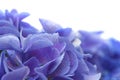 Blue Hydrangea isolated Royalty Free Stock Photo