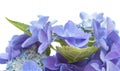 Blue Hydrangea isolated Royalty Free Stock Photo