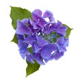 Blue Hydrangea isolated Royalty Free Stock Photo